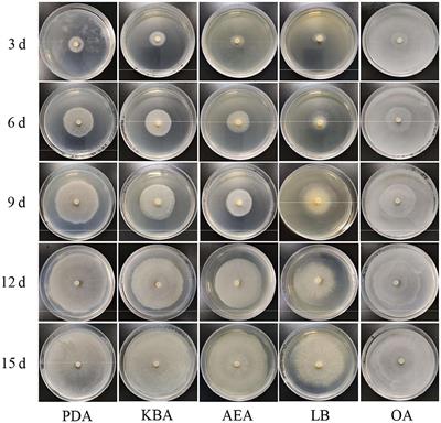 Analysis of growth dynamics in five different media and metabolic phenotypic characteristics of Piriformospora indica